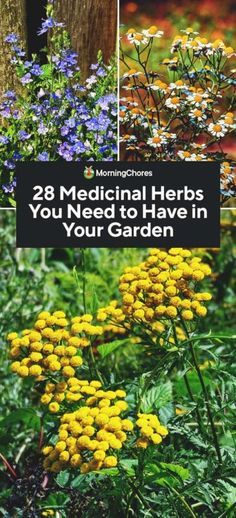 Medical Herb Garden, Medicinal Herb Garden, Chronic Headaches, Medicine Garden, Herbal Tea Garden, Medicinal Herbs Garden, Medical Herbs, Medicinal Herb, Healing Garden