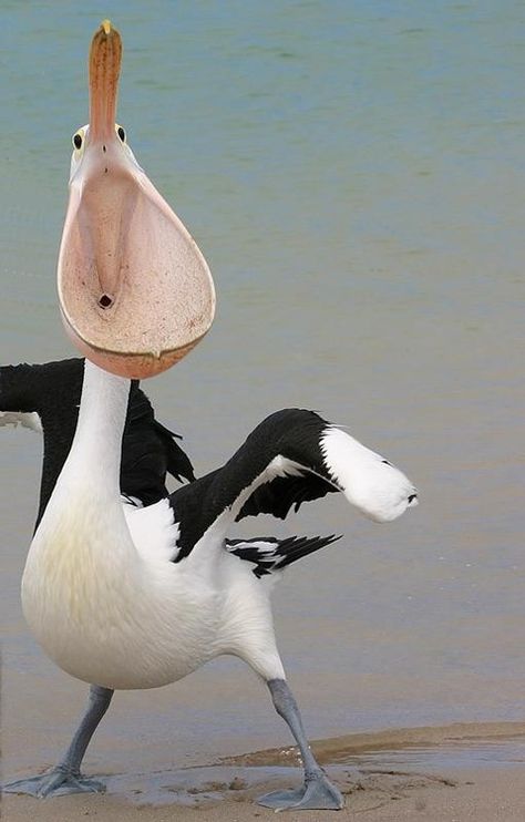 Pelícano bostezando😴😴 Pelican Photos, Funny Bird Pictures, Funny Birds, Bird Pictures, Exotic Birds, Pretty Birds, Colorful Birds, Nature Animals, Bird Watching