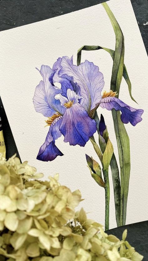 Iris Art, Iris Painting, Watercolor Architecture, Watercolor Flower Art, Art Painting Gallery, 수채화 그림, Watercolor Art Lessons, Botanical Watercolor, Botanical Drawings