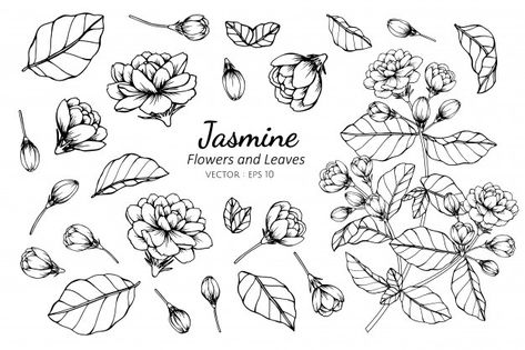 Flower Line Drawings, 카드 디자인, Leaf Drawing, Jasmine Flower, Line Art Tattoos, Floral Drawing, Leaves Vector, Tattoo Outline, Outline Drawings