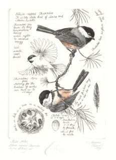 Animals Tattoo, Bird Sketch, Nature Sketch, Have Inspiration, Birds And Flowers, Nature Drawing, Arte Sketchbook, Scientific Illustration, Vintage Diy