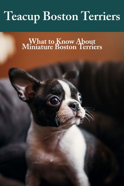 Teacup Boston Terriers: What to Know About Miniature Boston Terriers Teacup Boston Terrier, Miniature Boston Terrier, Boston Terriers, Health Risks, Boston Terrier, The Cutest, Boston, Adoption, Tea Cups