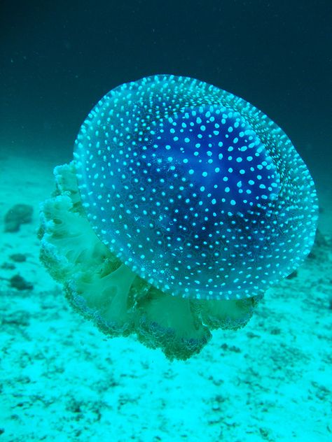 White Spotted Jellyfish Photo by winkelmander http://www.flickr.com/photos/winkelmander/6964188663/in/set-72157629201076048 White Spotted Jellyfish, Spotted Jellyfish, Jellyfish Photo, Creature Marine, Life Under The Sea, Beneath The Sea, Under The Ocean, Deep Sea Creatures, Beautiful Sea Creatures