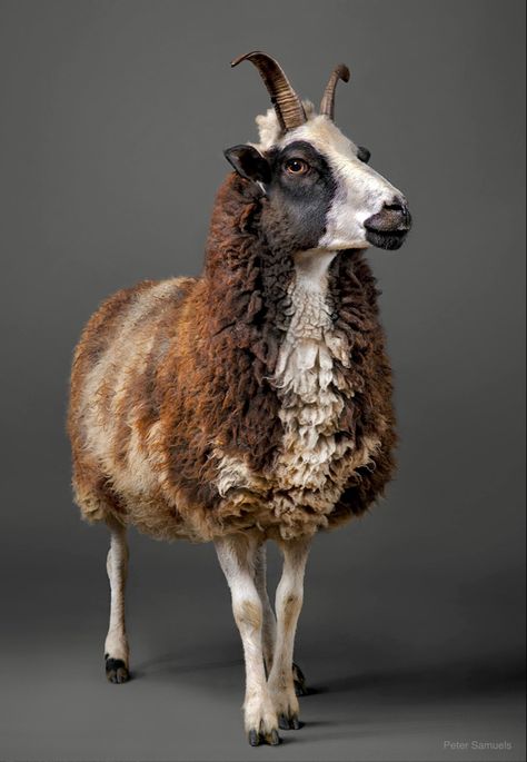 Ram Hooves, Sheep Hooves, Hooved Animals, Random Animals, Jacob Sheep, Kingdom Animalia, Sheep Farm, Pics Art, Taxidermy