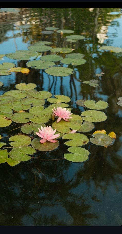 Water Lilies Painting, Nice Photography, Reflection Photos, Water Lily Pond, Art Major, Water Lilly, Lotus Pond, Flower Landscape, Water Reflections