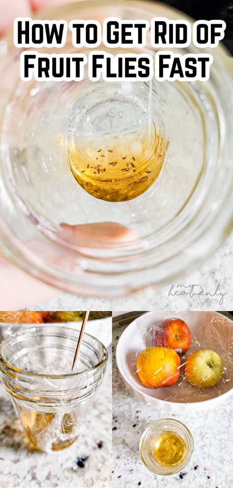 fruit fly trap Where Do Fruit Flies Come From, Fruit Flies In Drain Sinks, Diy Apple Cider Vinegar, Catch Fruit Flies, Diy Apple Cider, Diy Apple, Fruit Fly Trap, Fruit Fly, Fly Trap