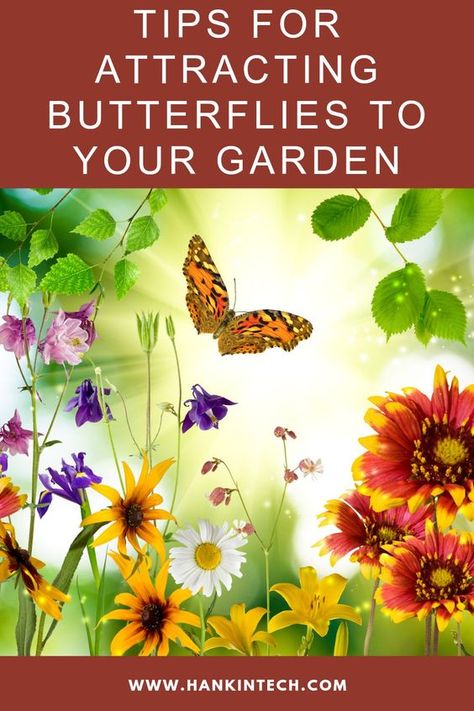 If you want to bring more colour to your garden than just plants then attracting butterflies could be a great way to accomplish this. Here are the best plants to attract butterflies to your garden! #plants #flowers #nature #garden #butterflies #butterfly How To Attract Butterflies To Garden, Attracting Butterflies, Butterfly Garden Plants, Plants That Attract Butterflies, Types Of Butterflies, Butterfly Species, Natural Pest Control, Best Plants, Echinacea Purpurea