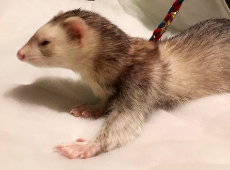 Excited to share the latest addition to my #etsy shop: Ferret/small pet self-adjusting Infinity/figure 8 Leash Harness combination #pets #adjustableharness #harnessleashcombo #ferretsupplies #figure8ferret #figure8harness #figure8leash #smallpetharness #smallanimalleash Rat Harness, Ferret Harness, Ferret Tattoo, Ferrets Care, Animals And Pet Supplies, A Ferret, Long Cat, Cute Ferrets, Human Babies