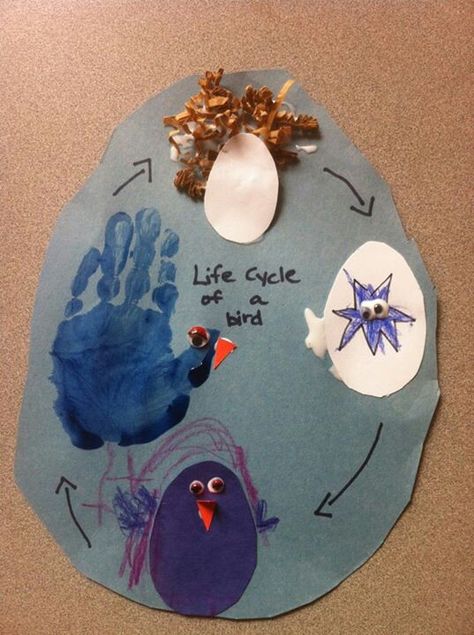 Life cycle of a bird Life Cycle Of A Bird Craft, Life Cycle Of A Bird Preschool, Bird Life Cycle Activities, Birds Lesson Plan, Life Cycle Crafts For Toddlers, Bird Theme Activities Preschool, Bird Lesson Plans For Toddlers, Bird Life Cycle Craft, Preschool Bird Art