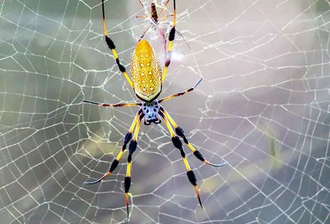 Wandering Spider, Banana Spider, Brazilian Wandering Spider, Silk Spider, Wood Spider, Poisonous Spiders, Spider Bite, Hawaiian Gardens, Spanish Fly