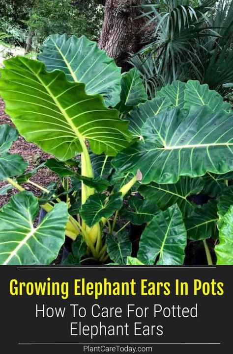 Elephant ears are dramatic, tropical perennial plants with a secret rule in pot size. Learn how to grow and care for potted Elephant ears. Elephant Ears In Pots, Growing Elephant Ears, Elephant Ears Garden, Elephant Ears Plants, Alocasia Calidora, Elephant Ear Flower, Elephant Ear Plant Care, Black Elephant Ears, Ear Drainage