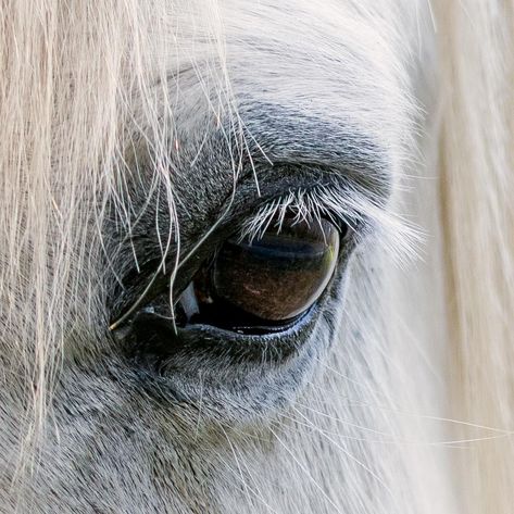 Un cheval blanc #white #whitehorse #equitation #centreequestre #chevaux #gironde #photo #closeup #manere_photography #canon #photography #eye #oeil #nose Photography Canon, White Horses, April 13, Canon Photography, White Horse, Horse Rider, Canon, Horses, Pure Products