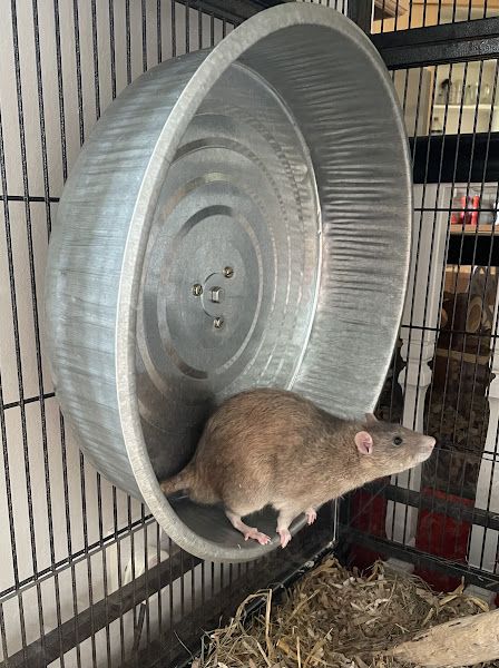 Rat Cages Diy, Diy Chinchilla Wheel, Rat Enrichment Ideas, Rat Enrichment Diy, Rat Toys Diy, Rat Cage Ideas Diy, Rat Diys, Diy Rat Cage Accessories, Diy Rat Cage