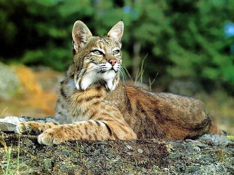 Animales endémicos de México Lynx Tattoo, Bobcat Pictures, Power Animal, Cheetahs, Animal Totems, Small Cat, Domestic Cat, Lynx, Beautiful Cats