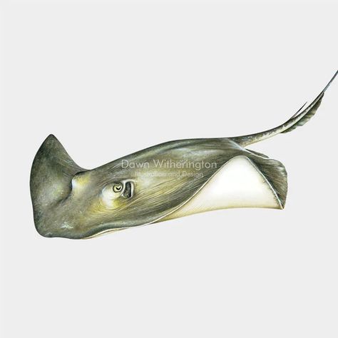 Southern Stingray, Stingray Tattoo, Shop Products, Stingray, Tattoos