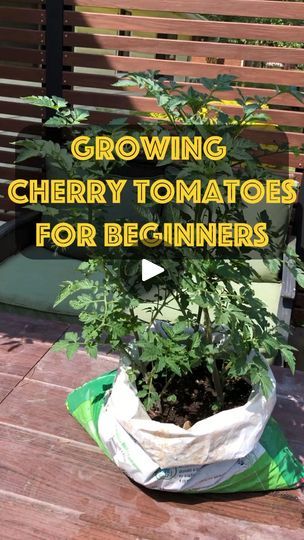 68K views · 713 reactions | Cherry tomato tips and tricks for beginners #garden #gardening #newgardener #growingoutthebox #howtogrowtomatoes #reelsinstagram #reelsfb #reelsvideos | Keith Chapman | Keith Chapman · Original audio How To Grow Cherries, Canning Cherry Tomatoes, Growing Cherry Tomatoes, Beginners Garden, Cherry Tomato Plant, Gardening Vegetables, Indoor Vegetable Gardening, Gardening 101, Bountiful Harvest