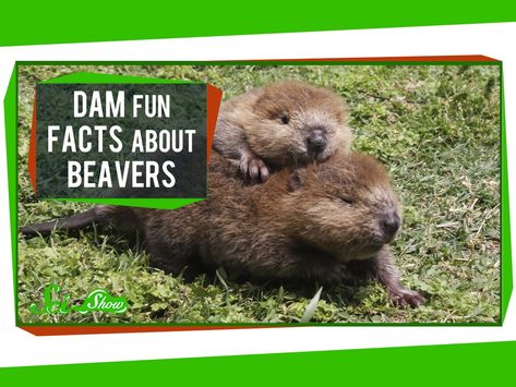 Hank Green from SciShow explains how and why beavers build dams and what happens when a beaver's dam springs a leak in their latest episode, "Dam Fun Paddle To The Sea, Cool Creatures, Forest Preschool, Canadian Symbols, Kindergarten Inquiry, North American Beaver, 4h Projects, Homeschool Nature, Canadian Animals