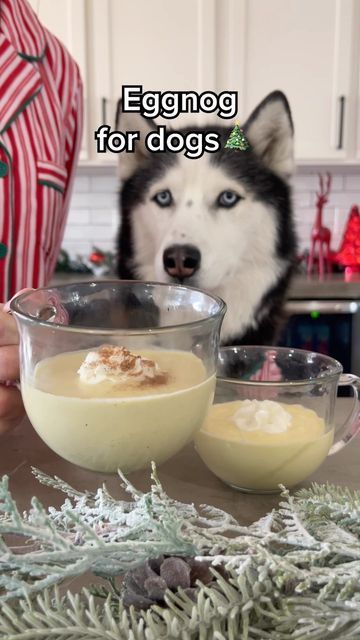 The Husky Fam on Instagram: "Happy December 1st, Let the Christmas festivities begin 🎄 #christmas #eggnog #dog #treat" Christmas Treats For Dogs, Christmas Dog Treats Recipe, Dog Christmas Ideas, Dog Treats Homemade Christmas, Dog Christmas Activities, Christmas Dog Ideas, Christmas Dog Treats Homemade, Dog Christmas Treats, Christmas Dog Biscuits