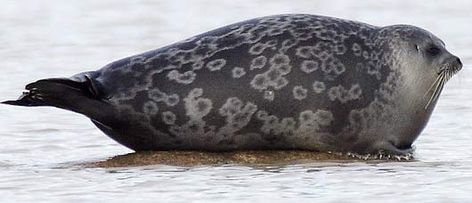 The Ringed Seal, has a distinctive patterning of dark spots surrounded by light grey rings, hence its common name. Ringed Seal, Ribbon Seal, Real Animals, Cute Seals, Arctic Sea, Extinct Animals, Arctic Animals, Silly Animals, Sea Lion