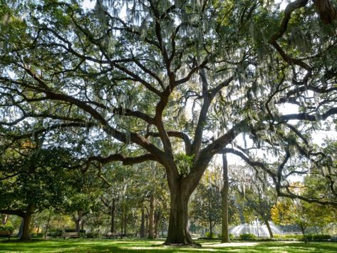 Southern Live Oak Tree — Just Fruits and Exotics Southern Live Oak Tree, Quercus Virginiana, Southern Live Oak, Live Oak Tree, Fawn Design, Live Oak Trees, Tree Photo, Fertilizer For Plants, Plant Guide