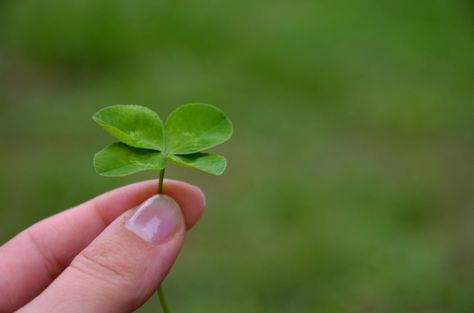 Why You Should Leave Clover in the Lawn - Home Garden Joy St Patricks Day History, Fun Facts For Kids, And So It Begins, St Patrick's Day Crafts, History For Kids, St Paddys Day, St Paddy, Paddys Day, Luck Of The Irish