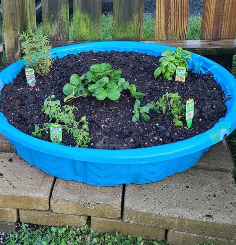 An old kiddie pool makes the perfect planter for small garden plants. Poke some holes in the bottom for drainage, fill with soil, plant. Easy Peasy! Small Garden Plants, Pool Gardens, Diy Garden Bed, Garden Hacks, Kiddie Pool, Garden Pool, Garden Bed, Easy Peasy, Small Garden