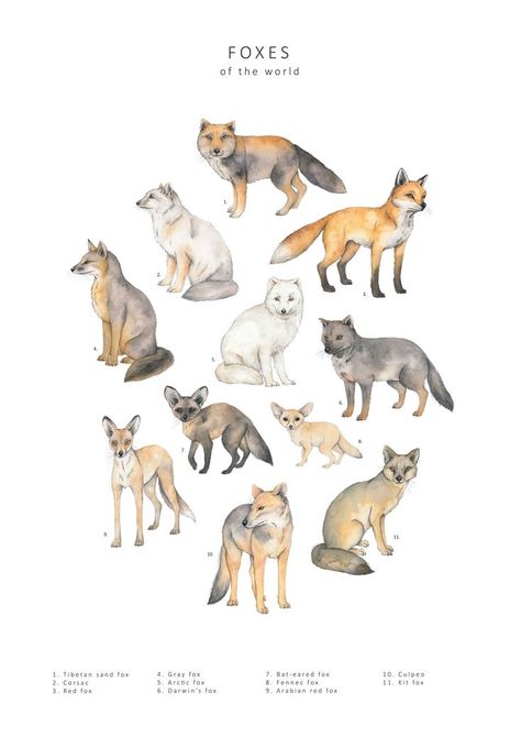 11 different foxes illustrated in detailed watercolour, arranged in a circle on a white background. Foxes Of The World, Foxes Illustration, Fox Breeds, Fox Species, History Poster, Watercolour Wall Art, Watercolour Wall, Fox Poster, History Posters