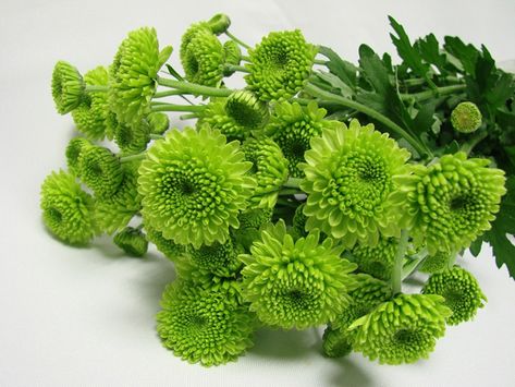 Chrysanthemum - 'green button' Green Chrysanthemum Bouquet, Small Natural Garden Ideas, Aspidistra Elatior, Green Chrysanthemum, Chrysanthemum Bouquet, Green Wheat, Garden Flower Beds, Flower Guide, Chrysanthemum Flower