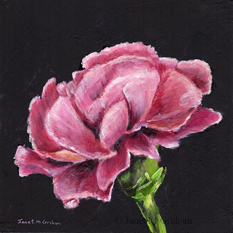 Pink Carnation by Janet Graham Acrylic ~ 6 inches x 6 inches Carnation Painting, Pink Flower Painting, Bob Ross Paintings, Flora Flowers, Acrylic Painting Flowers, Pink Carnations, Carnation Flower, Flowers Aesthetic, Ceramics Projects