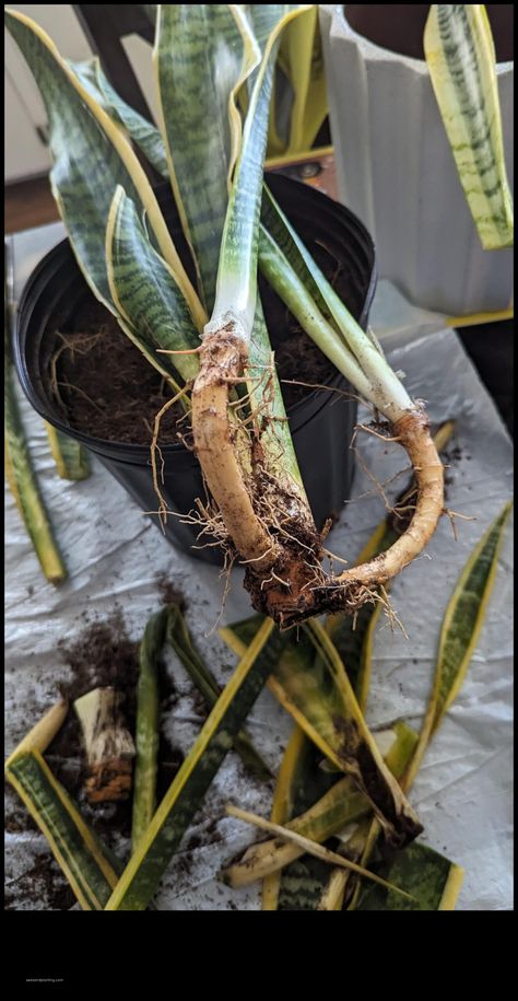 How to Prevent and Treat Root Rot in Snake Plants Root Rot in Snake Plant I. Introduction Snake plants are popular houseplants because they are easy to care for. However, even snake plants can get roo... Snake Images, Snake Plant Care, Planting Tips, Snake Plants, Root Rot, Gardening Advice, Plant Roots, Snake Plant, Potting Soil