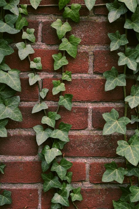 New York Aesthetic Wallpaper Iphone, Goro Genshin Impact, Small Foyer Ideas, New York Aesthetic Wallpaper, Genshin Impact Wallpaper, Ivy Plant, Black Brick Wall, Wallpaper Best, Wallpapers Black