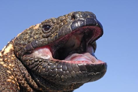 size: 12x8in Photographic Print: Gila monster (Heloderma suspectum) Arizona, USA. Captive. by Daniel Heuclin : Animal Reference Photos, Gila Monster, Desert Animals, Animal Reference, Arizona Usa, American Southwest, Antique Frames, Large Picture Frames, Nature Photographs