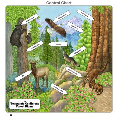 This is a beautiful hand drawn wooden temperate coniferous forest biome puzzle. The puzzle pieces are 6mm thick and sit on a 6mm wooden base. The organisms shown in this biome shown are: 1 - black bear 2 - bald eagle 3 - redwood 4 - hemlock 5 - sugar pine 6 - cedar 7 - gray wolf 8 - mountain lion 9 - Nootka rose 10 - elk Temperate Forest Biome, Nootka Rose, Temperate Forest, Forest Biome, Animal Habitat, Coniferous Forest, Gray Wolf, Animal Habitats, Mountain Lion