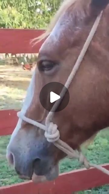 Skillful Cowboy on Instagram: "A Quick Rope Halter, easy to make at an instant, If needed and have a rope around. Looks good too. Have at it. 
#ropehalter #ropehorse #horse #cowboyknowledge #skillful #cowboy #cowgirl #hacks #leadrope" Sleeping On The Blacktop, Horse Tack Diy, Rope Halter, Lead Rope, Dream Barn, Cowboy Cowgirl, Horse Tack, Horse Hair, Instagram A