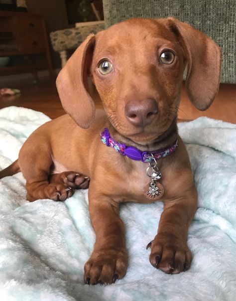 Daisy Mae 10 weeks old...dachshund puppy...short haired red..miniature dachshund..puppy photoshoot.  #SausageDog #Doxie #DachshundLover #DogLover #DogObssessed #MiniDachshund #MiniDoxie #WeenieDog #DogPortrait #DogMom #DachshundMom #Puppy #DachshundPuppy #DoxiePuppy Red Miniature Dachshund, Miniature Dachshund Puppy, Short Haired Dachshund, Puppy Photoshoot, Blue Dachshund, Red Dachshund, Doxie Puppies, Brown Dachshund, Dachshund Puppy Miniature