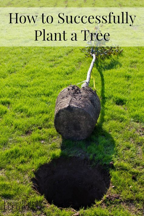 How to Successfully Plant a Tree - These tips for planting bare root trees and burlap wrapped trees will help you give your trees a good start. Plant Herbs, Plant A Tree, Diy Yard, Text Overlay, Tree Care, Garden Trees, Growing Tree, Trees And Shrubs, Lawn And Garden