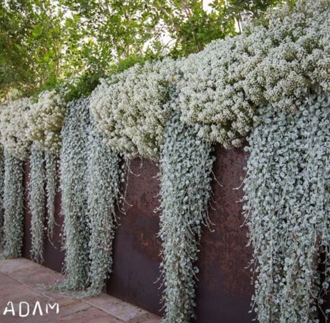 Landscape Edging Ideas, Cascading Plants, Garden Decks, Garden Edging Ideas, Naturalistic Garden, Corten Steel Planters, Landscaping Retaining Walls, Mediterranean Plants, Walnut Grove