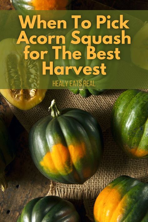 Whole acorn squash on burlap with text overlay that says "When to Pick Acorn Squash for the Best Harvest." Growing Acorn Squash, Grain Free Bread Recipe, Real Posts, Whole 30 Dessert, Best Paleo Recipes, Cinnamon Benefits, Spiced Drinks, Chili Recipe Easy, Acorn Squash