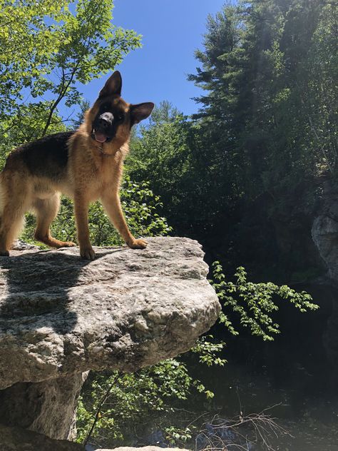 German Shepherd Guard Dog Aesthetic, Unravel Me Becka Mack Aesthetic, German Shepherd Boyfriend, Hiking With German Shepherd, German Shepherd Hiking, Gsd Aesthetic, German Shepherd Puppy Aesthetic, German Shepard Aesthic, Unravel Me Becka Mack