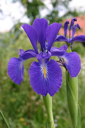 Lirio Azul. iris | Imágenes de Iris Louisiana Iris, Dutch Iris, Purple Iris, Bearded Iris, Iris Flowers, Irises, Chrysanthemum, Anemone, Love Flowers