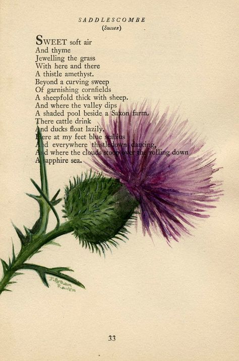 Thistle Tattoo, Thistles Art, Thistle Flower, Scottish Thistle, Antique Book, Book Page, Antique Books, Botanical Illustration, 그림 그리기