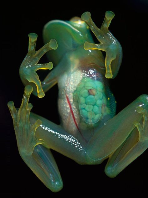 Transparent Frog, Invisible Creature, Glass Frog, Frog And Toad, Tree Frogs, Reptiles And Amphibians, Weird Animals, Animal Tattoos, Nature Animals