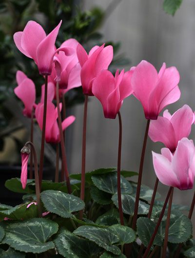 Rose-pink Cyclamen.  I don't know what it is, but I just love these Cyclamen Care, Cyclamen Persicum, Violet Flowers, Flower Essences, Home Landscaping, Fragrant Flowers, Beautiful Blooms, Outdoor Plants, Growing Plants