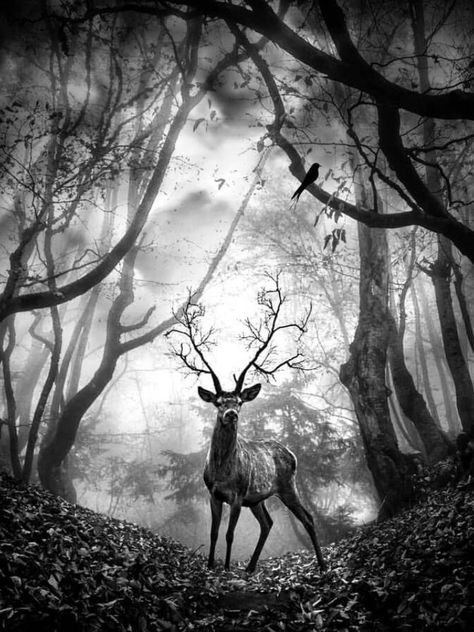 Charcoal Drawing Ideas, Wilderness Tattoo, Pencil Drawing Pictures, Landscape Pencil Drawings, Gemini Tattoo, Forest Tattoos, Monochrome Art, Black And White Landscape, Deer Art