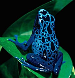 Finally, one of those drop dead gorgeous frogs. This one sort of just dropped into my lap. Poison Frog, Black Frog, Blue Frog, Amazing Frog, Poison Dart, Desktop Background Pictures, Infectious Diseases, Dart Frog, Tree Frog