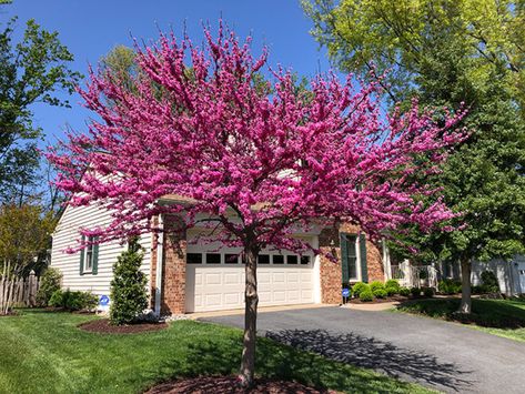 Oklahoma Redbud Tree, Mulch Alternatives, Mulch Around Trees, Landscape Beds, Cercis Canadensis, Small Trees For Garden, Front Flower Beds, Pink Spring Flowers, Eastern Redbud