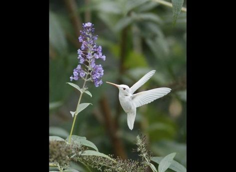 Abundant Garden, White Hummingbird, Rare Albino Animals, Hummingbirds Photography, Animal Funnies, Hummingbird Pictures, Albino Animals, Ruby Throated Hummingbird, Country Gardens