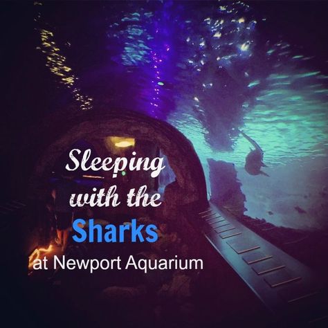 Sleeping with the Sharks at the Newport Aquarium Newport Aquarium, Camping Mat, Shark Week, Overnight Guests, Shark Tank, Amazing Destinations, Sharks, Sea Life, Travel Ideas