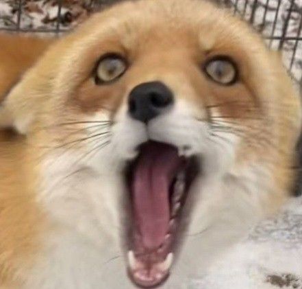 Silly Fox Pictures, Fox Reaction Pic, Deer Meme, Fox Meme, Silly Fox, Fox Pfp, Fox Memes, Happy Fox, Fox Photography