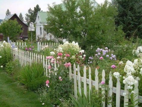 Phlox Garden, Pictures Of Plants, My Secret Garden, French Music, Hybrid Tea Rose, Rufus Sewell, Future Farms, Grandmas Garden, Tulips Garden